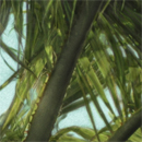 caribbean button