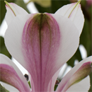 flowers button