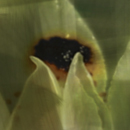 veiled flower button
